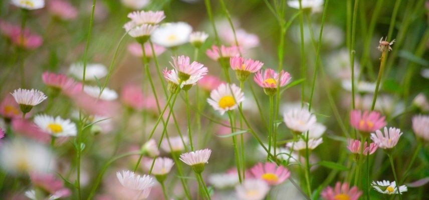 plantas para jardim mineral