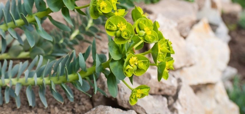 plantas para jardim mineral