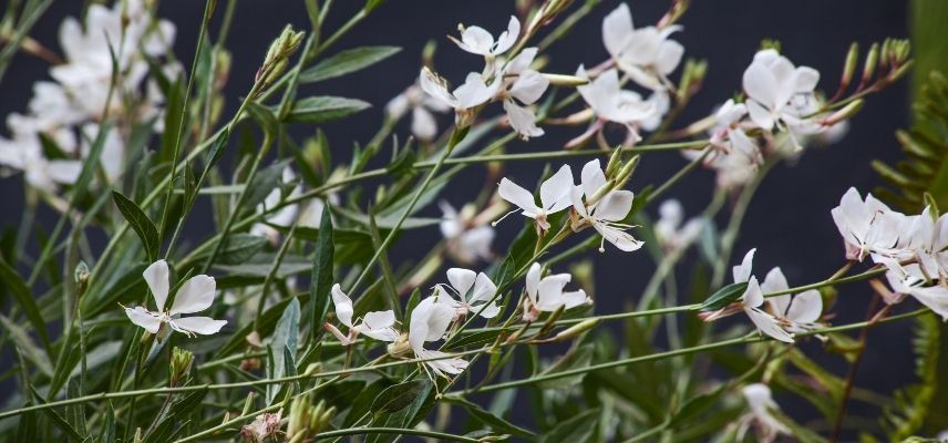plantas para jardim mineral