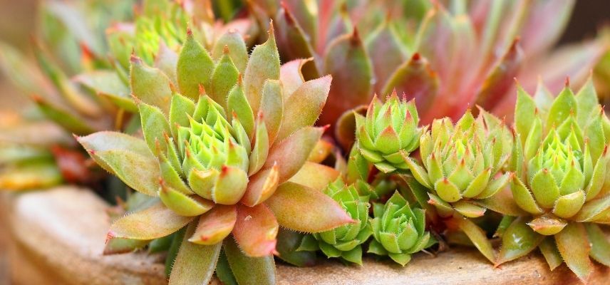 plantas para jardim mineral
