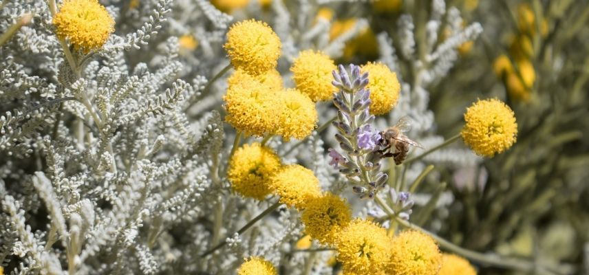 plantas para jardim mineral