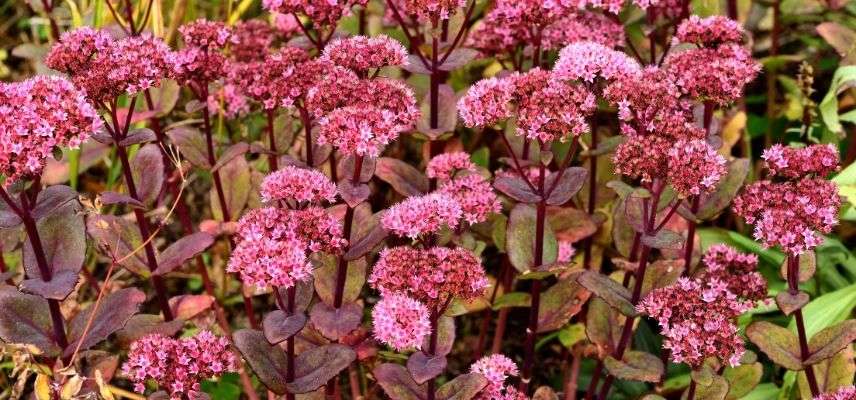 plantas para jardim mineral