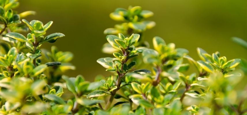 plantas para jardim mineral