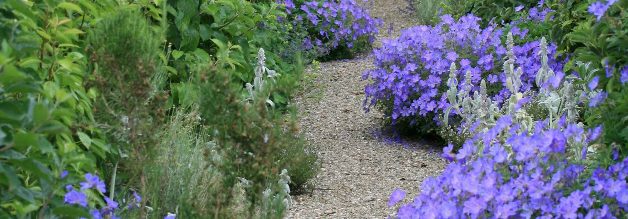 Jardim mineral: 12 plantas perenes adaptadas
