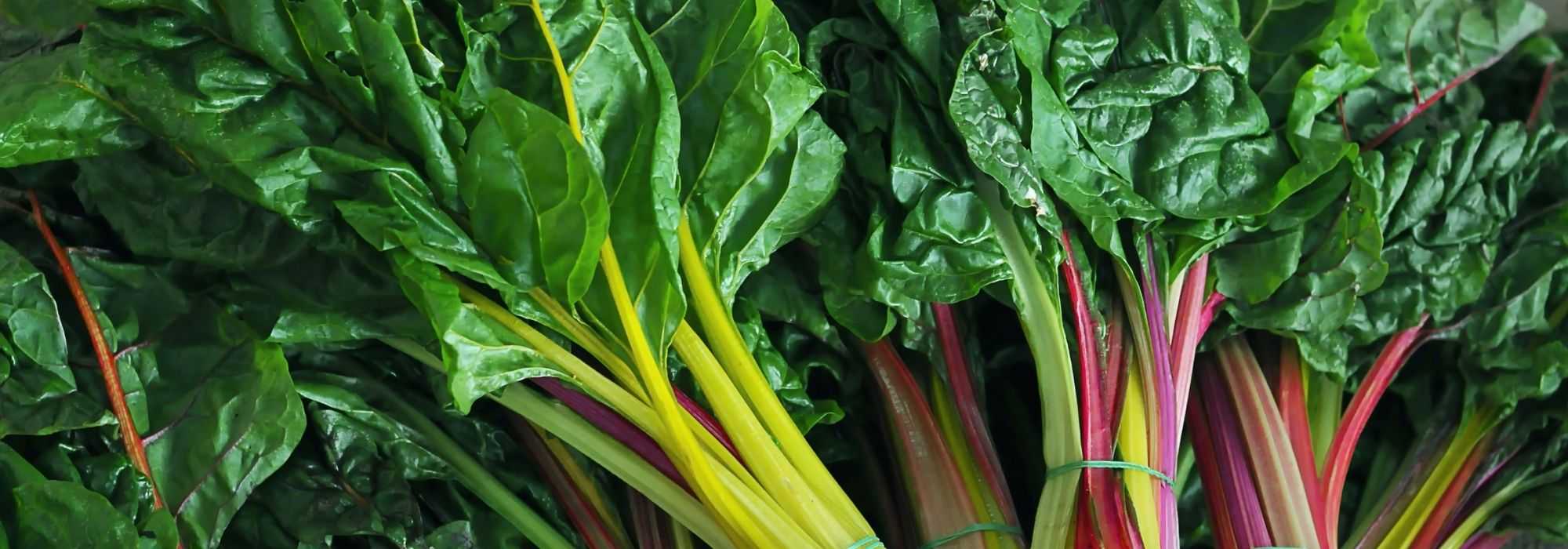 Acelga: plantação, cultivo e colheita