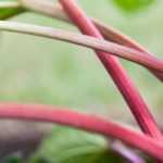 Ruibarbo: plantar, cultivar, colher