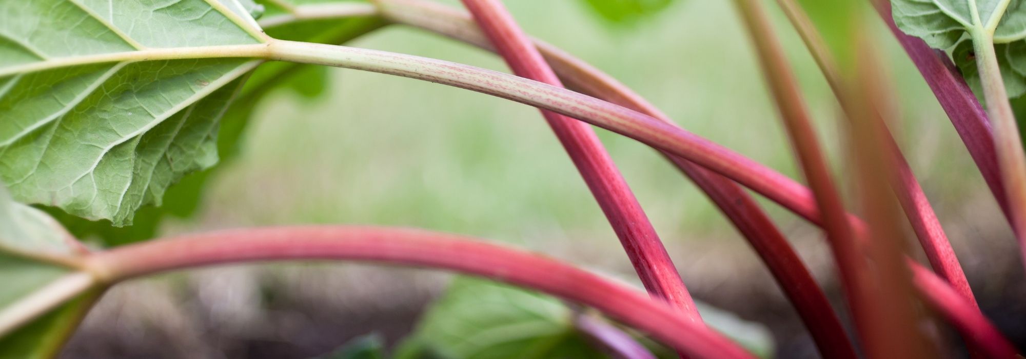 Ruibarbo: plantar, cultivar, colher