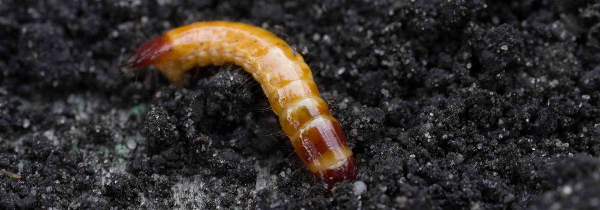 Estalador ou larva-arame: danos, tratamento e combate biológico