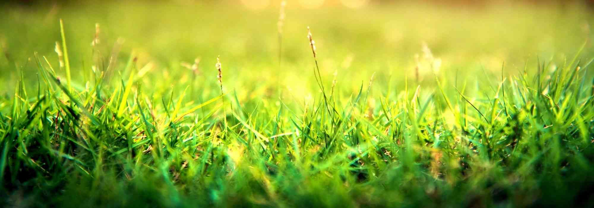 Terrar o relvado: porquê e como?