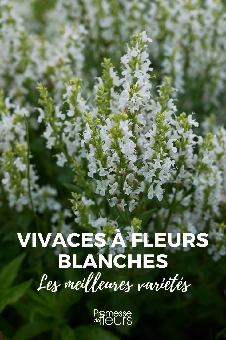 As melhores plantas perenes de flores brancas