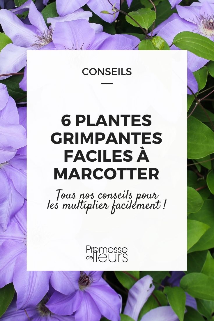 plantas trepadeiras para alporcar