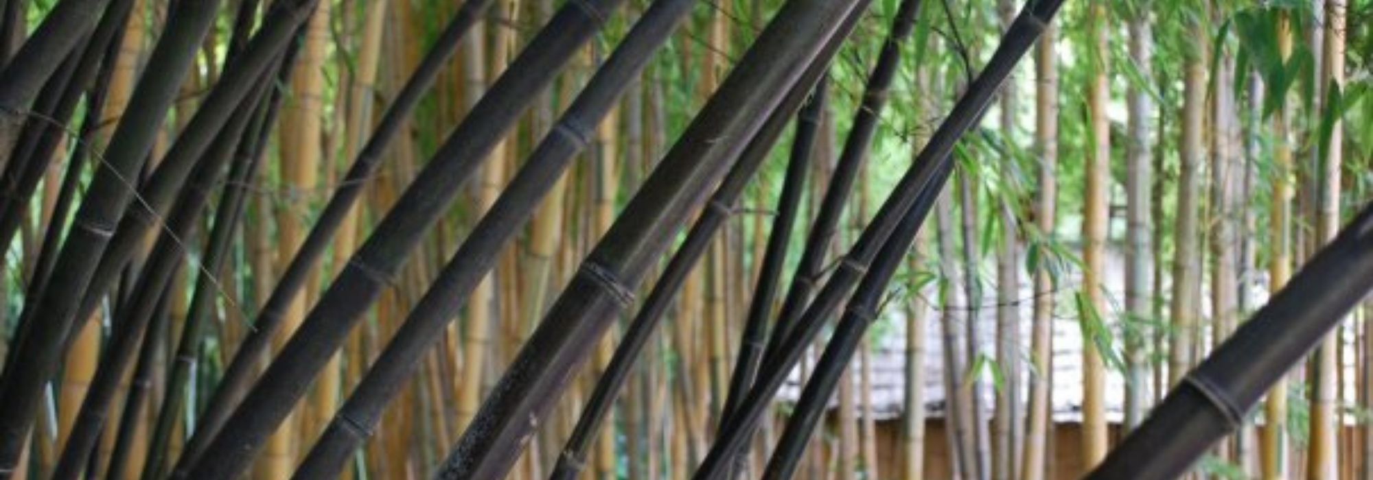10 plantas de linhas marcantes, perfeitas para jardins modernos