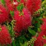 Callistemon ou limpa-garrafas: as melhores variedades