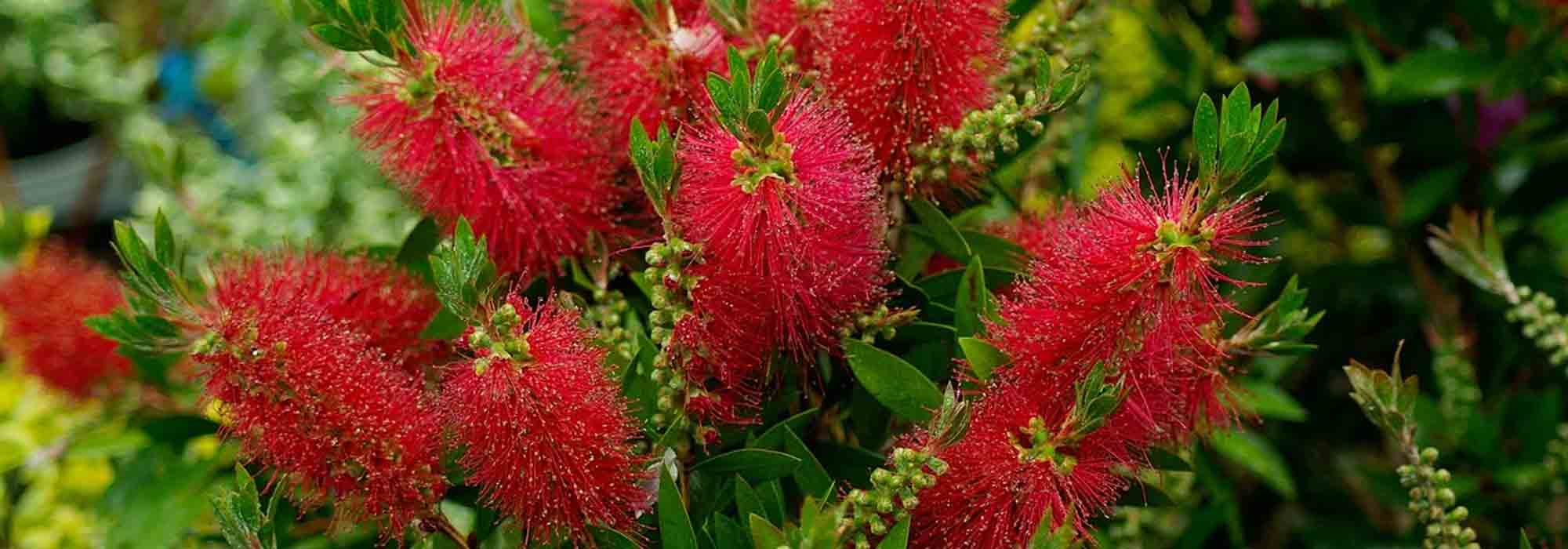 Callistemon ou limpa-garrafas: as melhores variedades