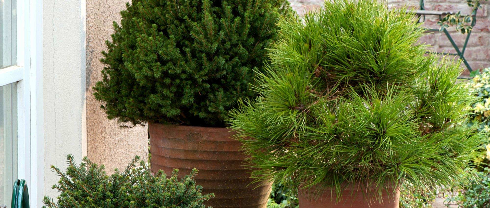 Conífera: 10 variedades para vaso e terraço