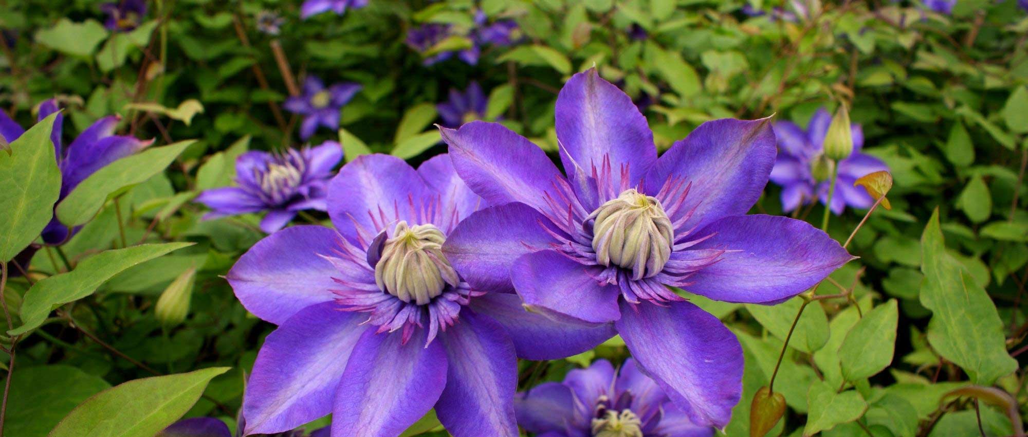 6 plantas trepadeiras fáceis de alporcar