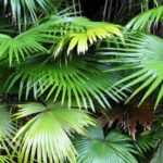 O Livistona: plantação, cultivo e manutenção