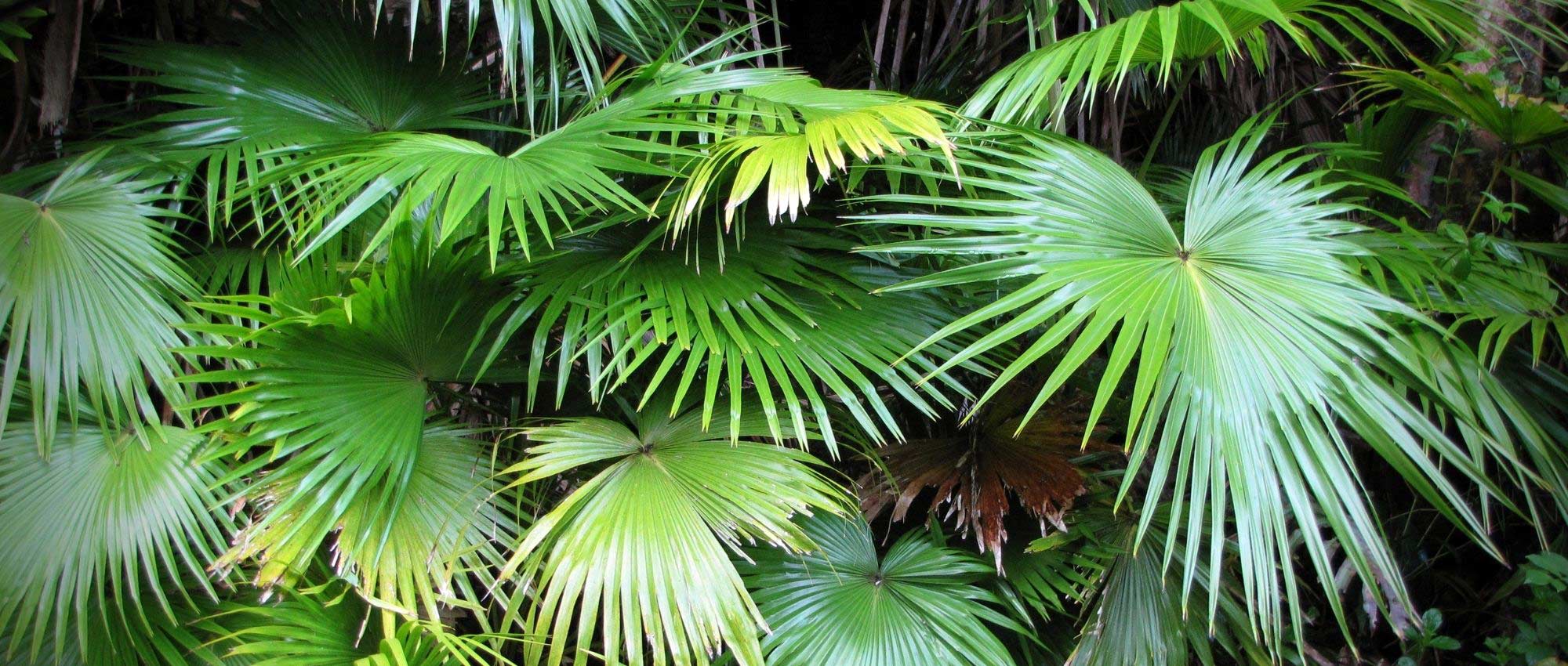 O Livistona: plantação, cultivo e manutenção