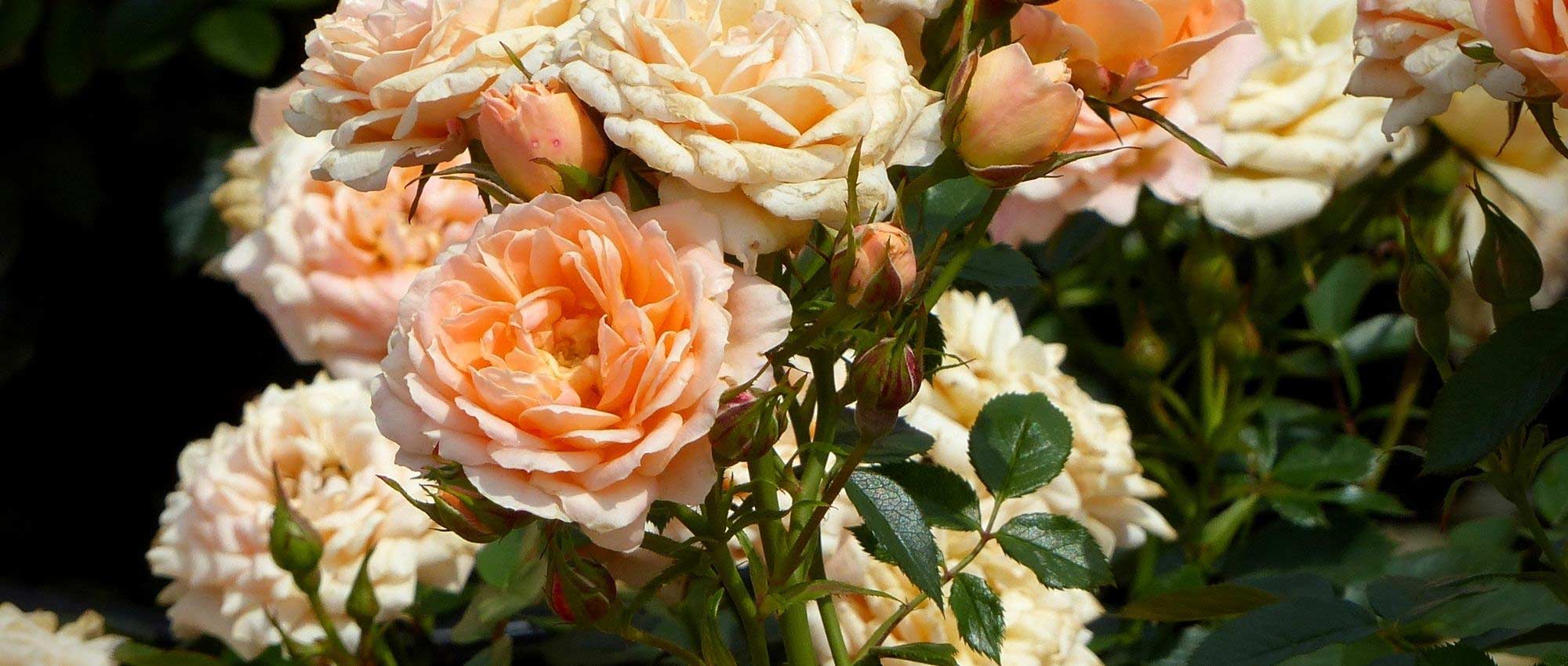 8 roseiras perfeitas em vaso