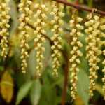 O Stachyurus: plantar, cultivar e tratar
