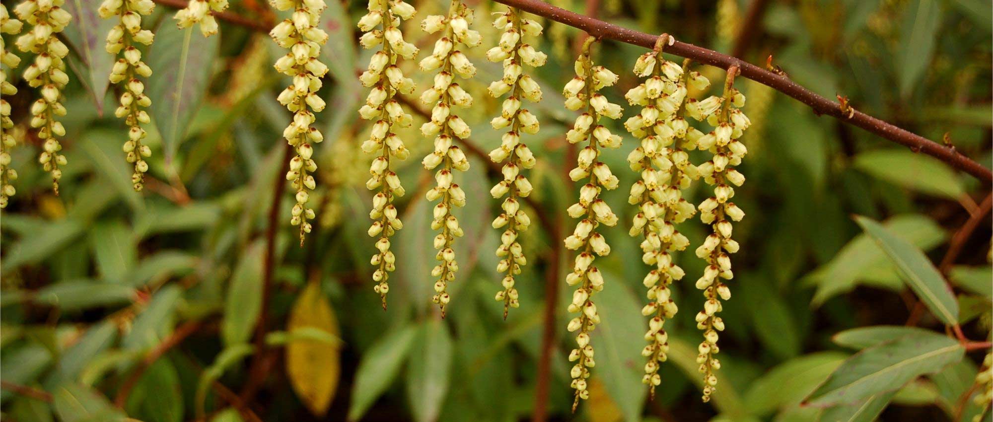 O Stachyurus: plantar, cultivar e tratar