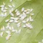 Mosca-branca ou aleurodes: identificação e tratamento