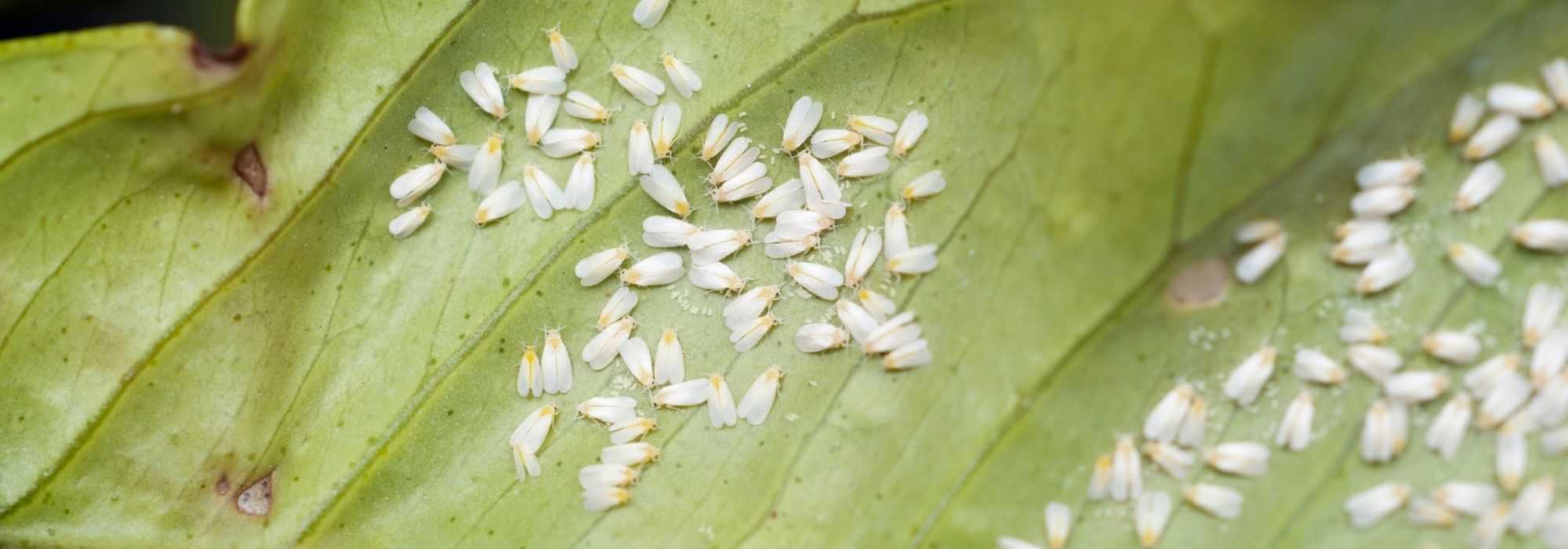 Mosca-branca ou aleurodes: identificação e tratamento