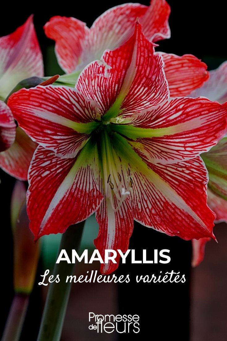 Amarílis: as mais belas variedades