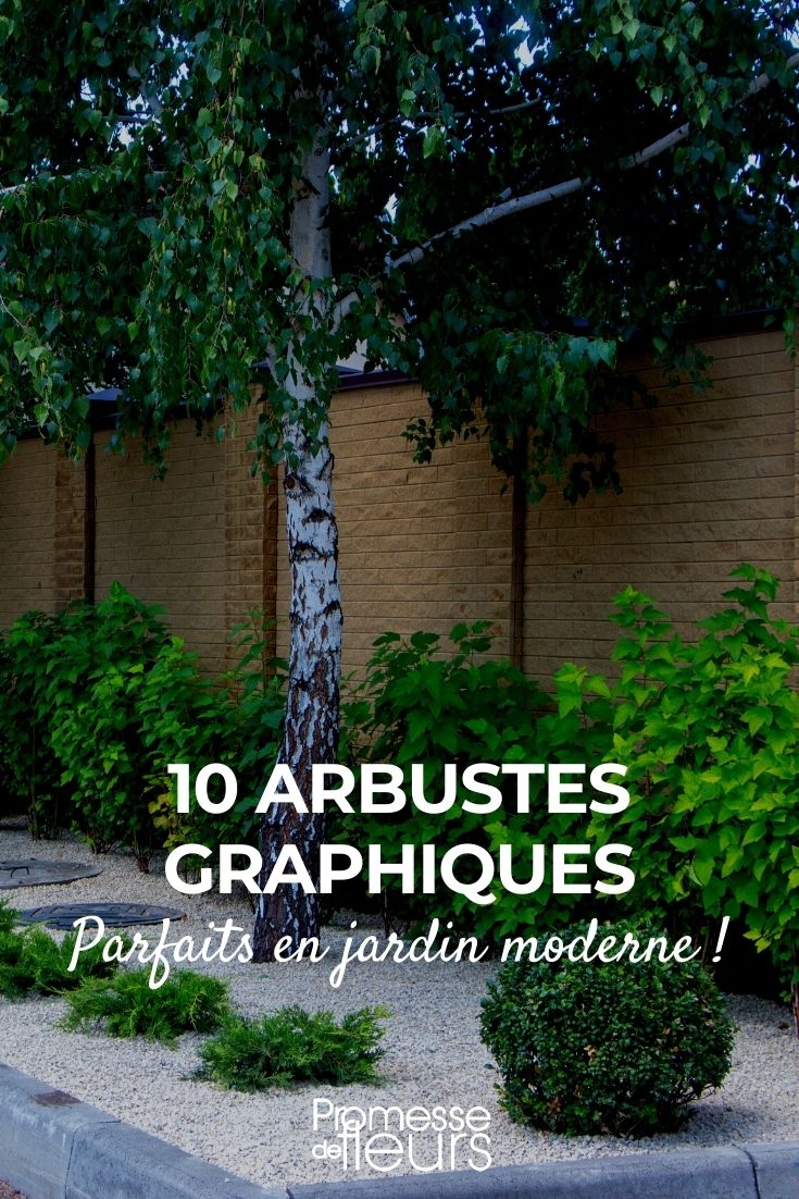 10 arbustos para um jardim moderno