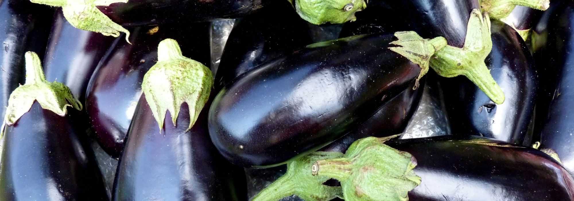 Beringela: cultivo, colheita, sementeira