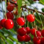 As melhores variedades de cerejas para uma cerejeira produtiva