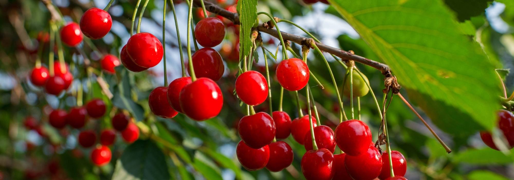 As melhores variedades de cerejas para uma cerejeira produtiva