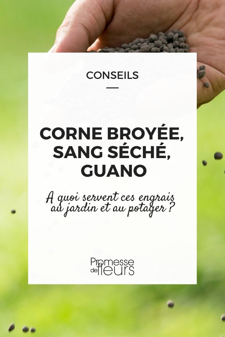 chifre moído, sangue seco, guano: como utilizá-los?