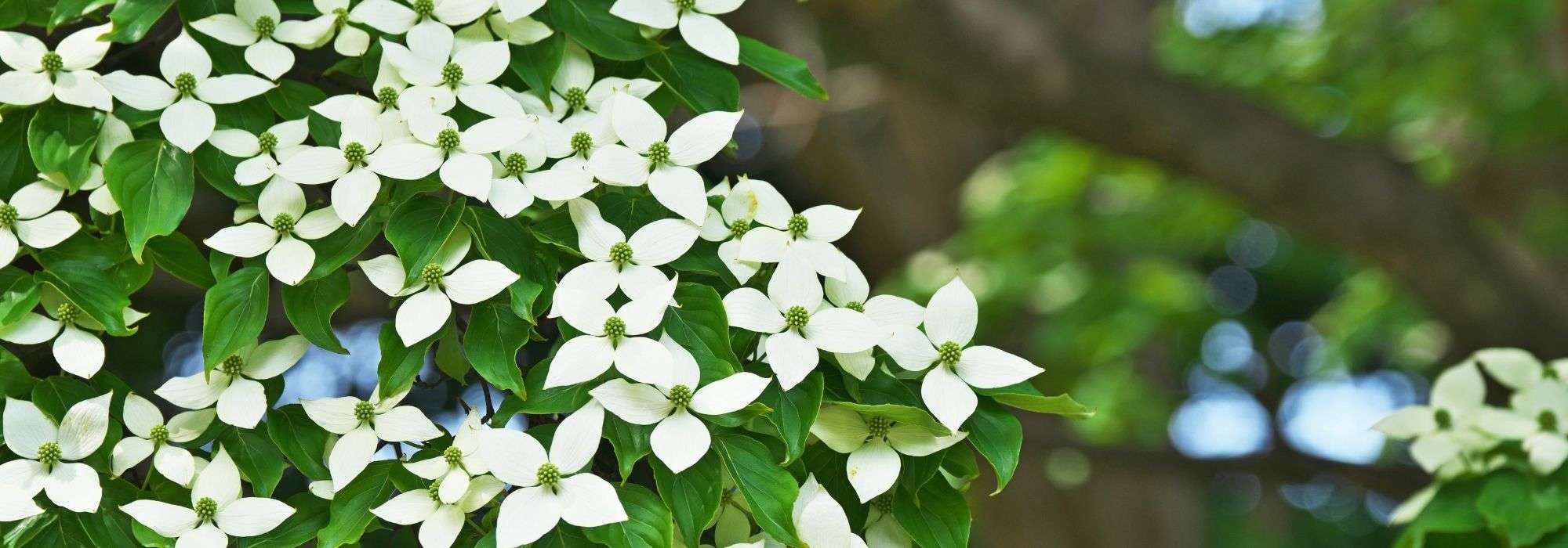 Cornus kousa, Corneiro-do-Japão: escolher, plantar e cuidar