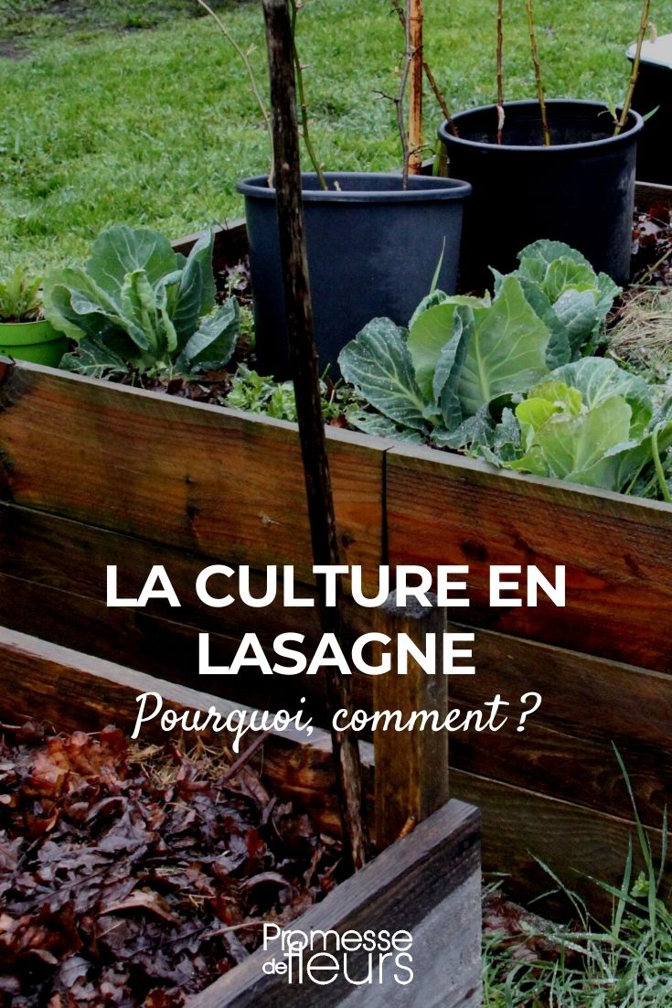 cultura em lasanha na permacultura