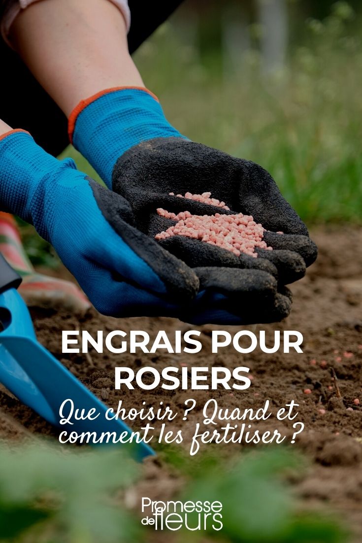 Adubos para roseiras: escolher, quando e como utilizar?