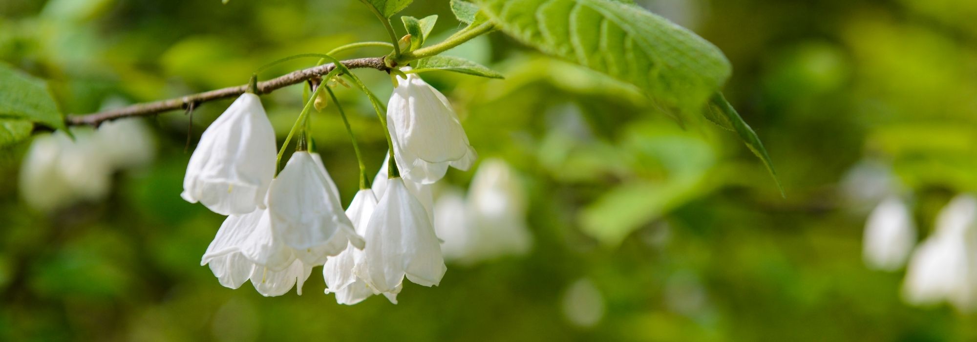 Halesia, árvore-dos-sinos: plantar, cultivar