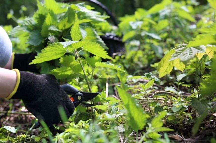 inseticida natural, macerado e decoção