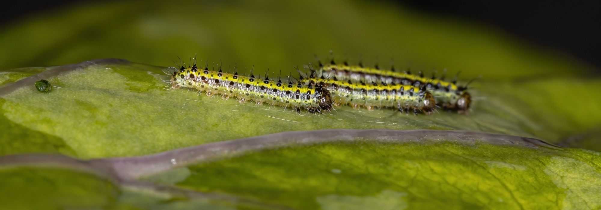 Insecticidas biológicos e naturais: quais são e como utilizá-los?