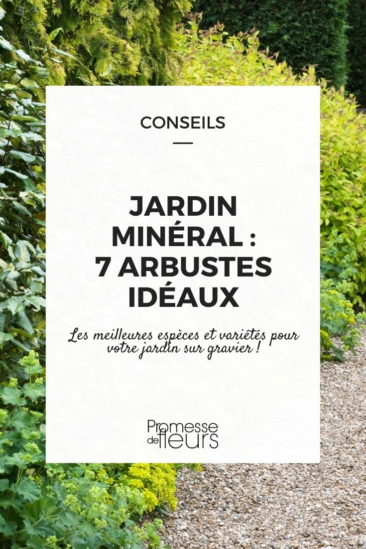 jardim mineral, que arbustos plantar?