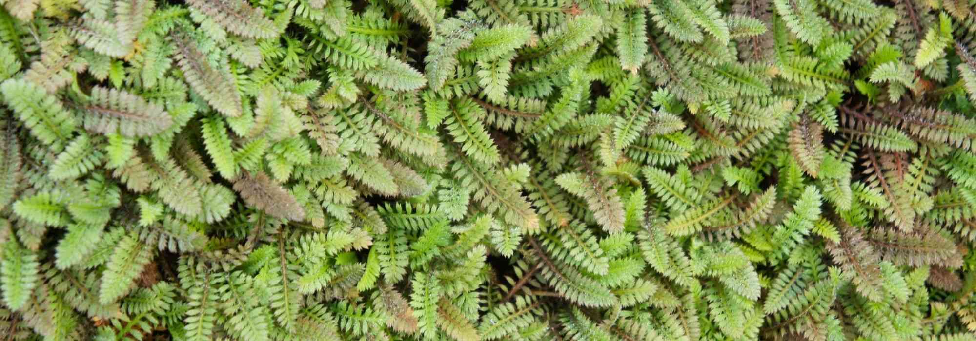 Leptinella, Cotula: cultura, plantação e manutenção