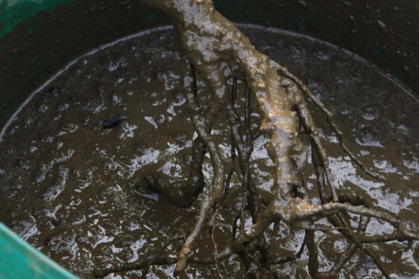 barramento com pralina dos arbustos de raízes nuas1