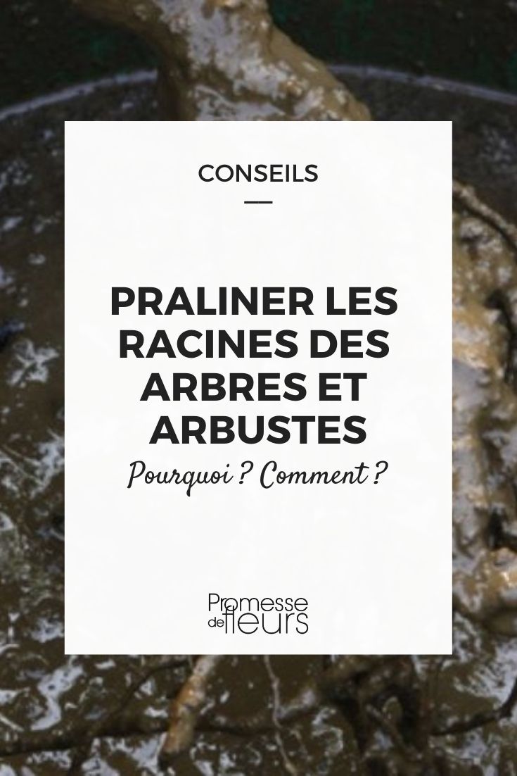 pralinagem das raízes das árvores e arbustos antes da plantação