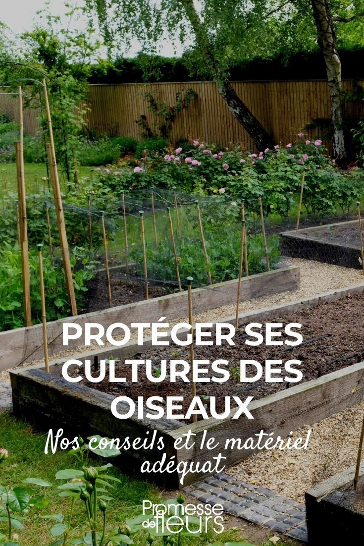 Como proteger as culturas dos pássaros?