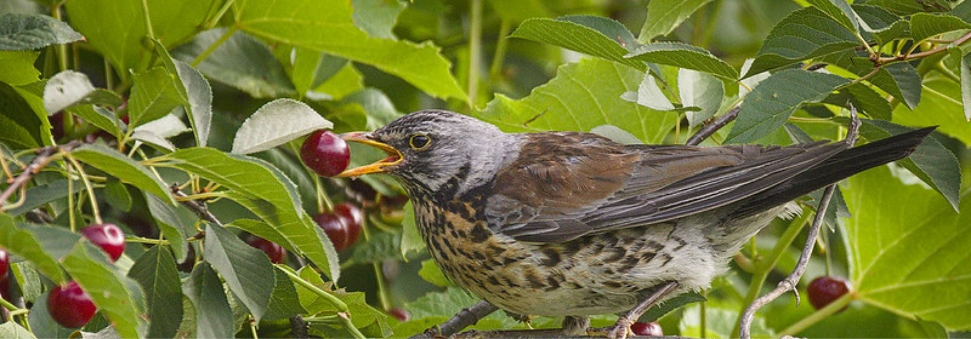 Como proteger as culturas das aves: todo o material adequado
