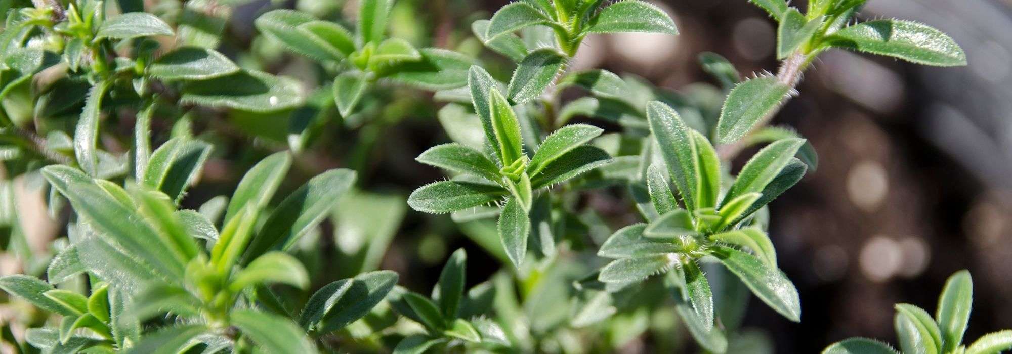 A segurelha: sementeira, cultivo, colheita