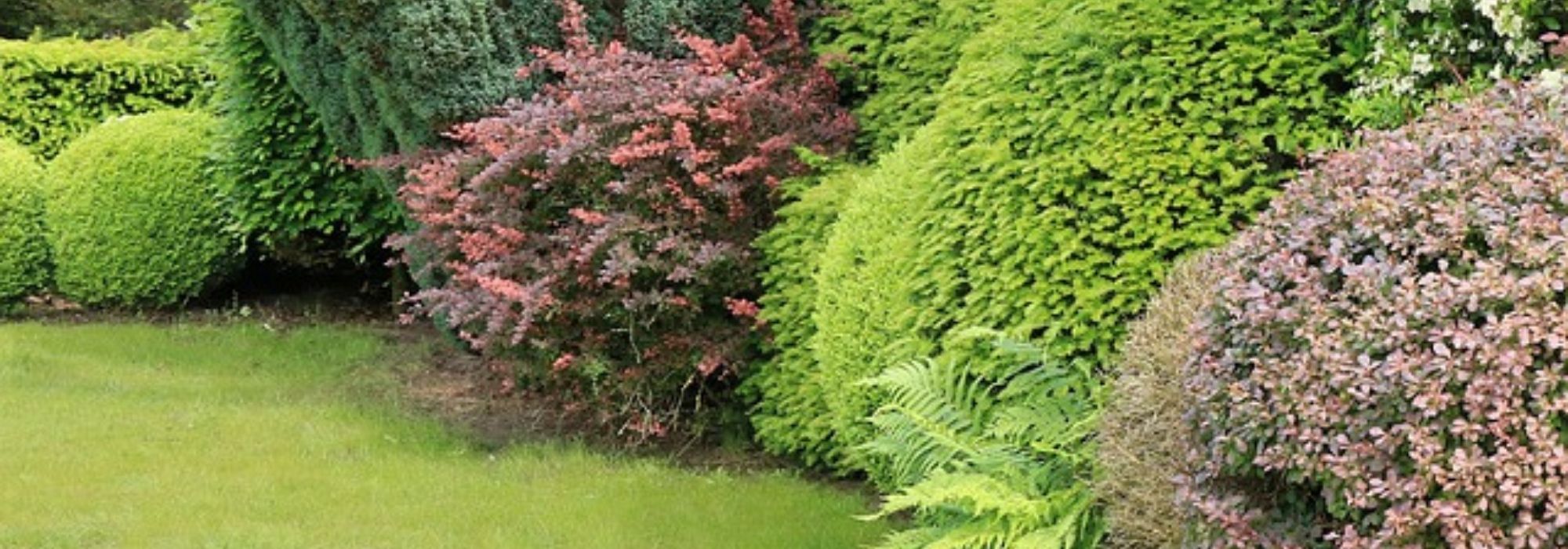 Utilizar os arbustos de folhagem persistente no jardim