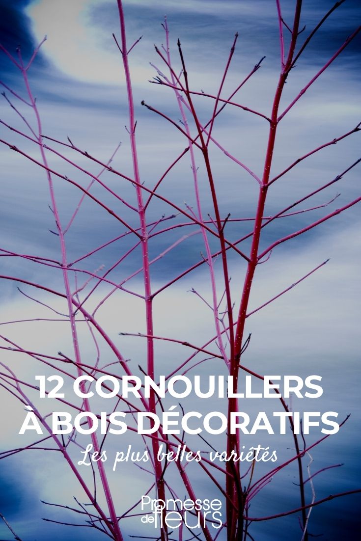 12 cornisos de caules decorativos