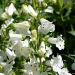 7 ideias de canteiros para jardim branco
