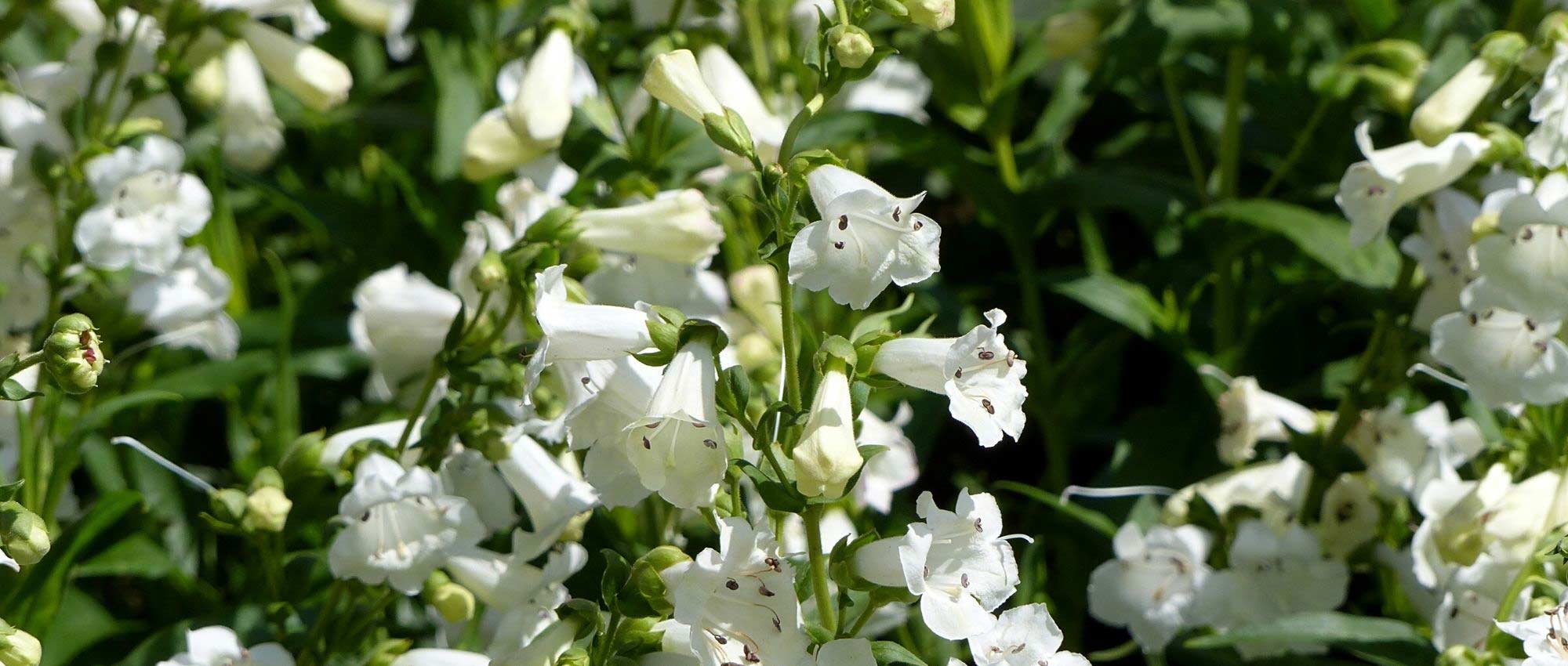 7 ideias de canteiros para jardim branco